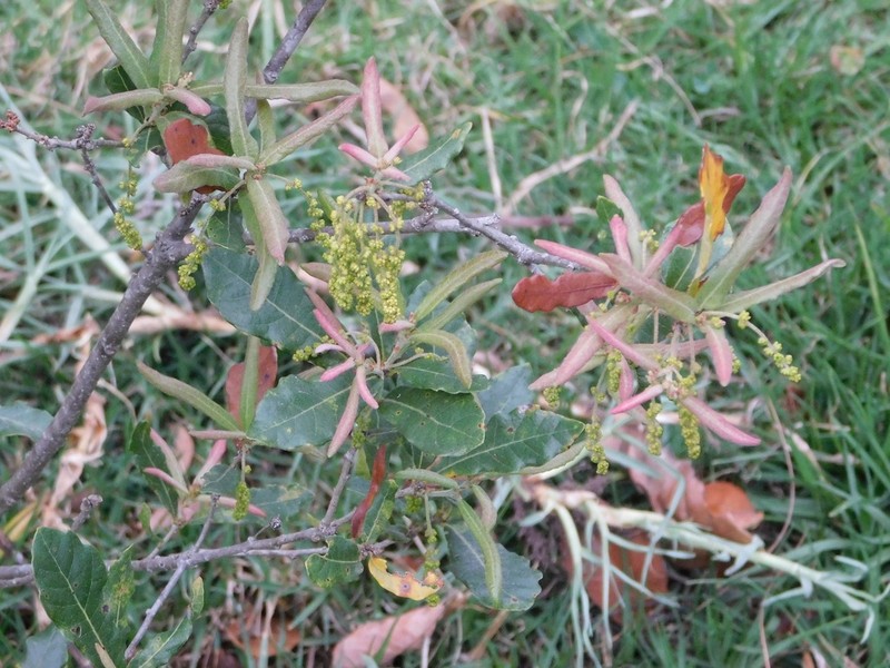 Quercus sebifera photo 4