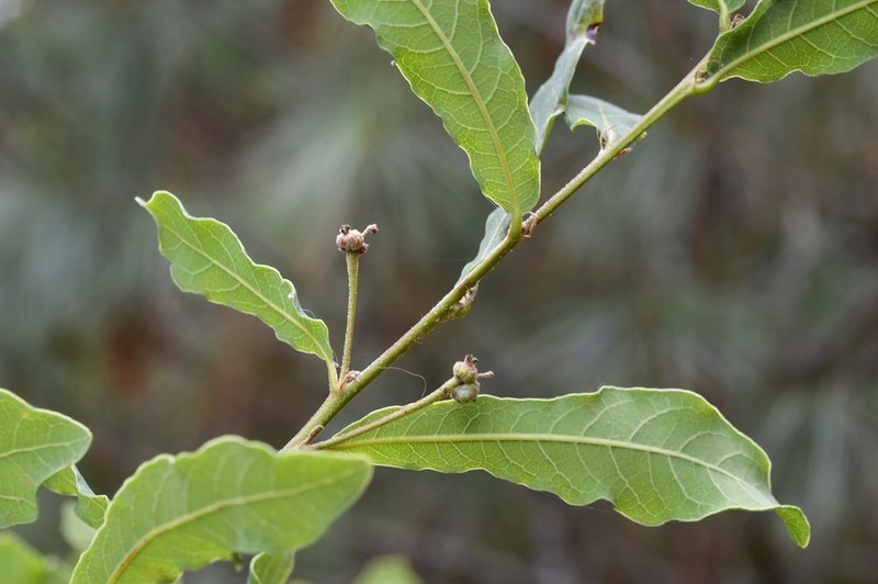 Quercus sebifera photo 5