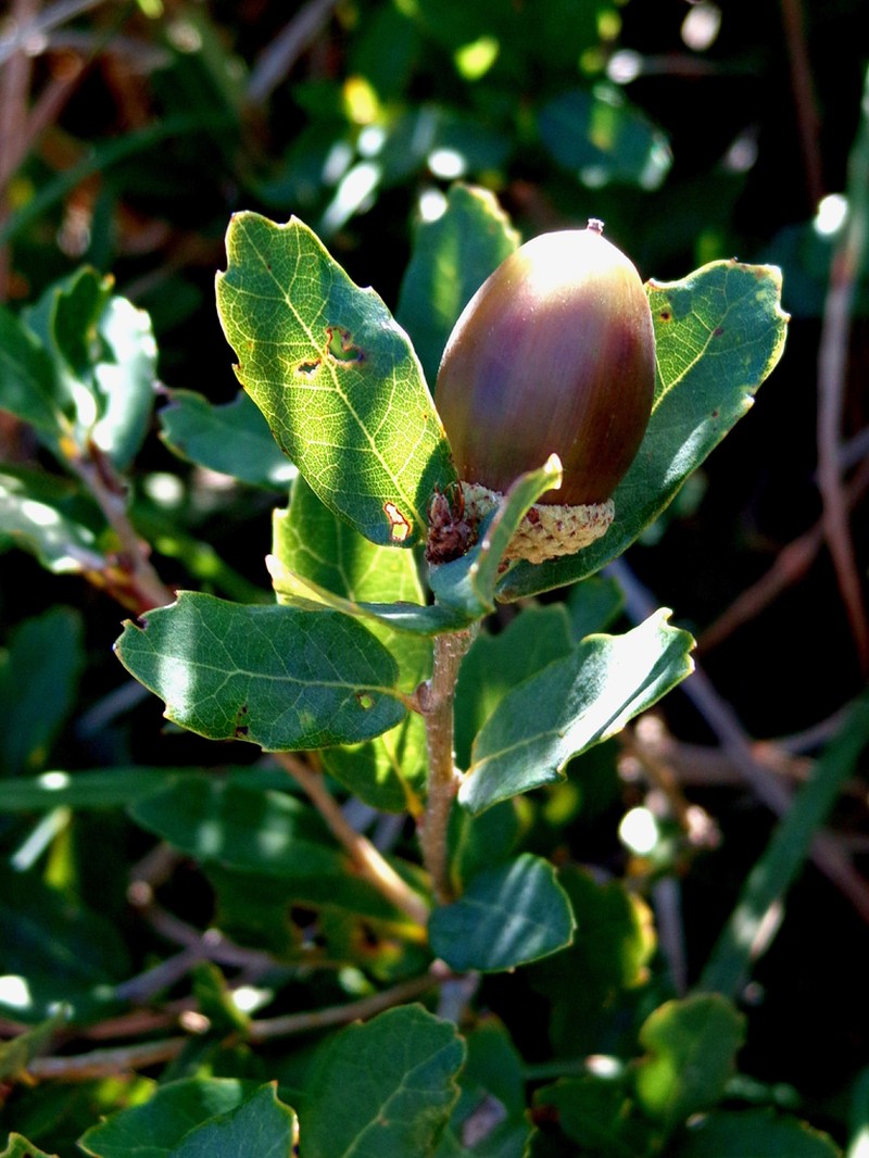 Quercus sebifera photo 6