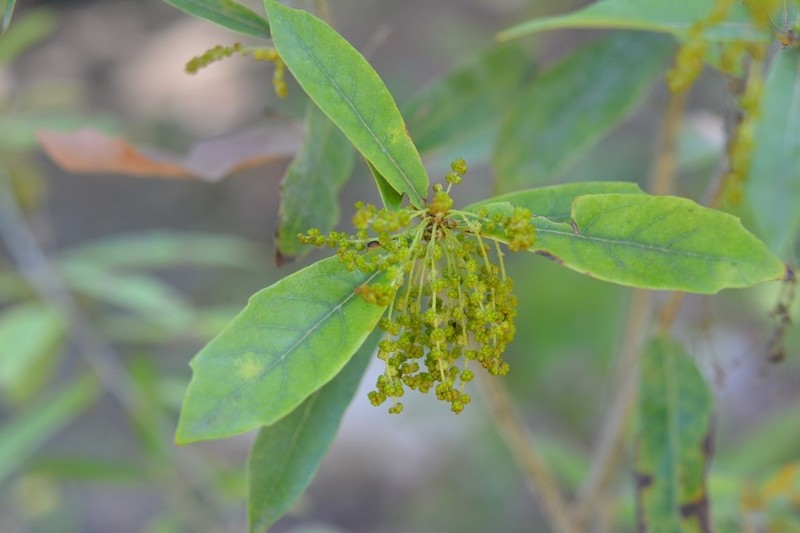 Quercus sebifera photo 7