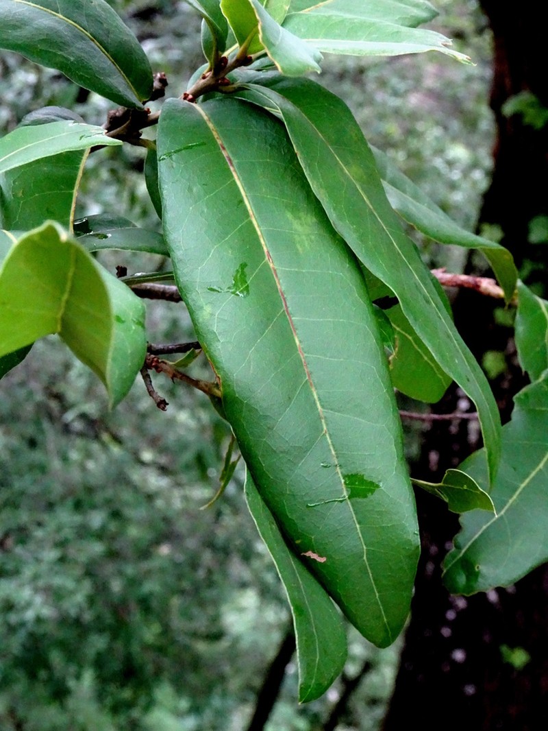 Quercus seemannii