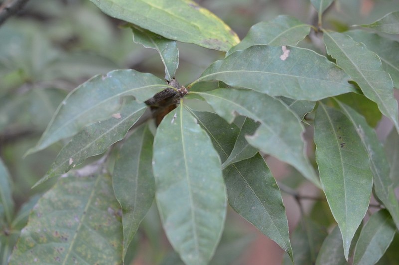 Quercus seemannii photo 2