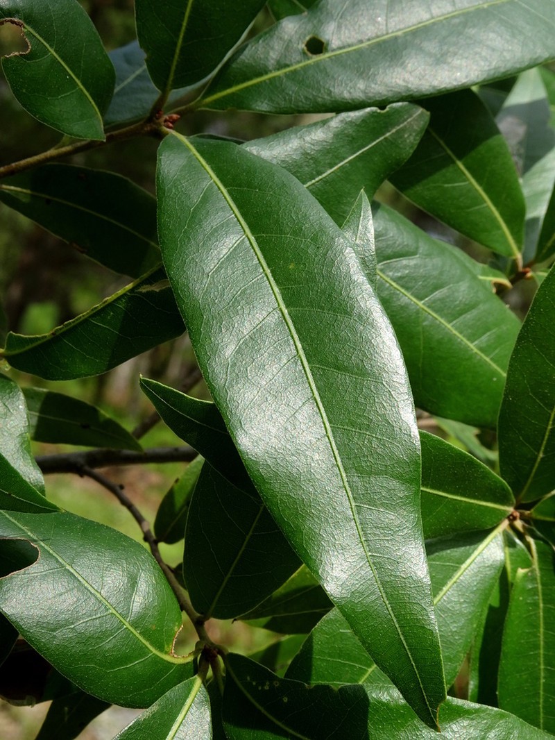 Quercus seemannii photo 3