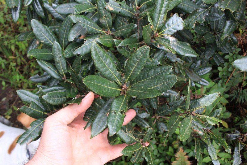 Quercus seemannii photo 4