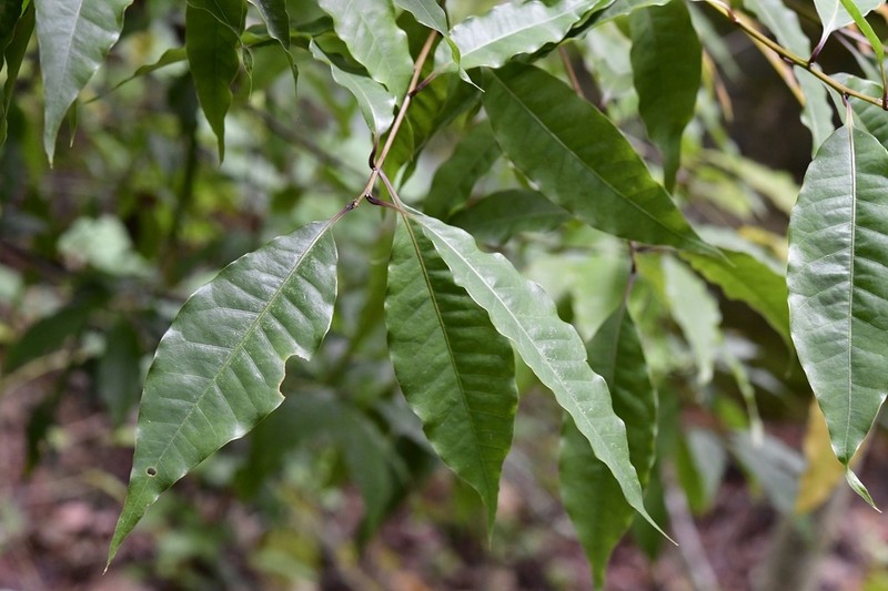 Quercus seemannii photo 5