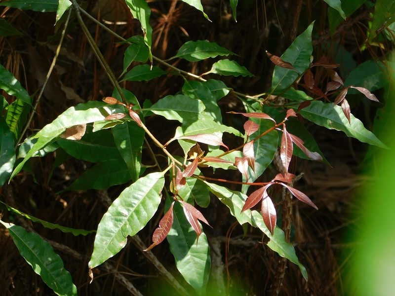 Quercus seemannii photo 6