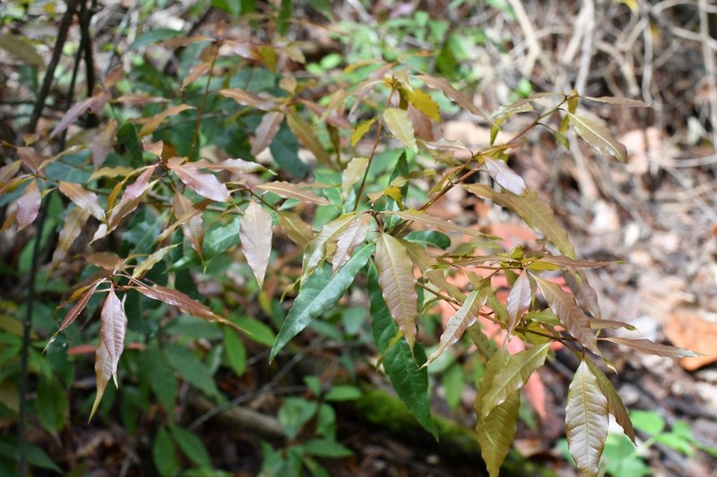 Quercus seemannii photo 7