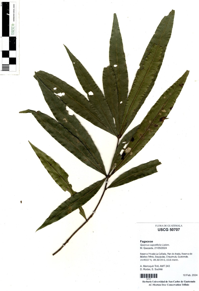 Quercus seemannii photo 8