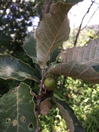 Quercus segoviensis