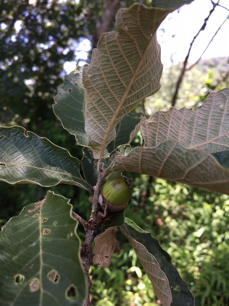 Quercus segoviensis