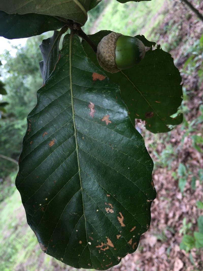 Quercus segoviensis photo 2