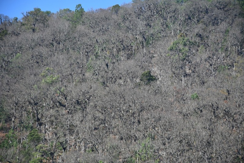 Quercus segoviensis photo 3