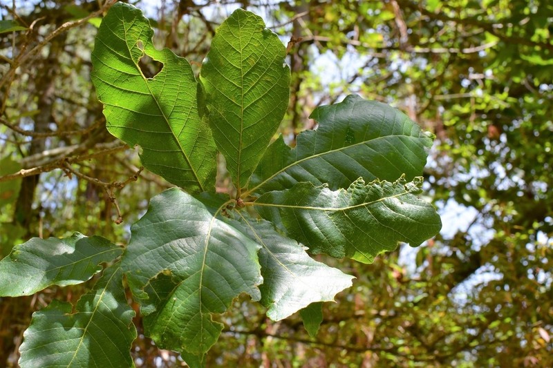 Quercus segoviensis photo 4