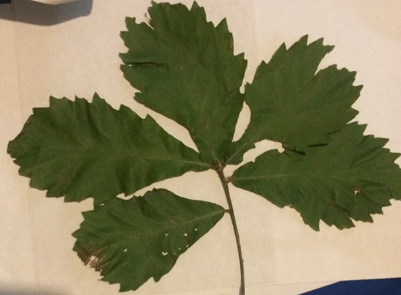 Quercus segoviensis photo 5