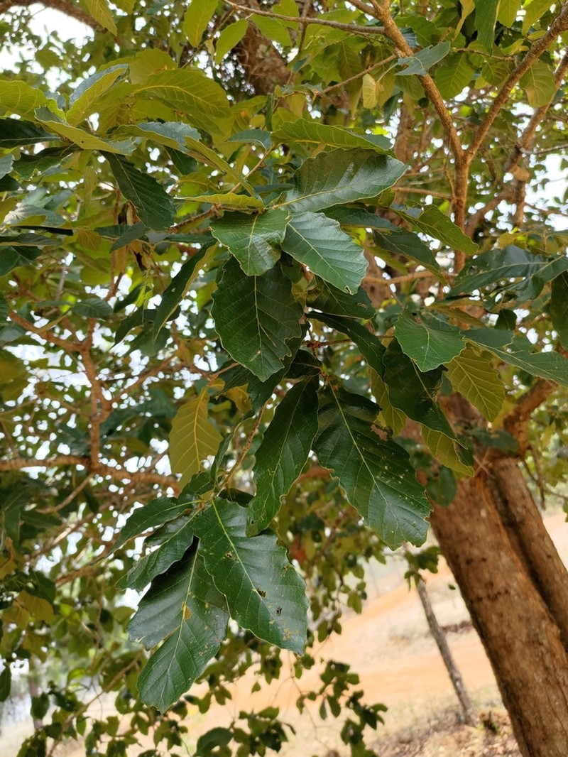 Quercus segoviensis photo 6