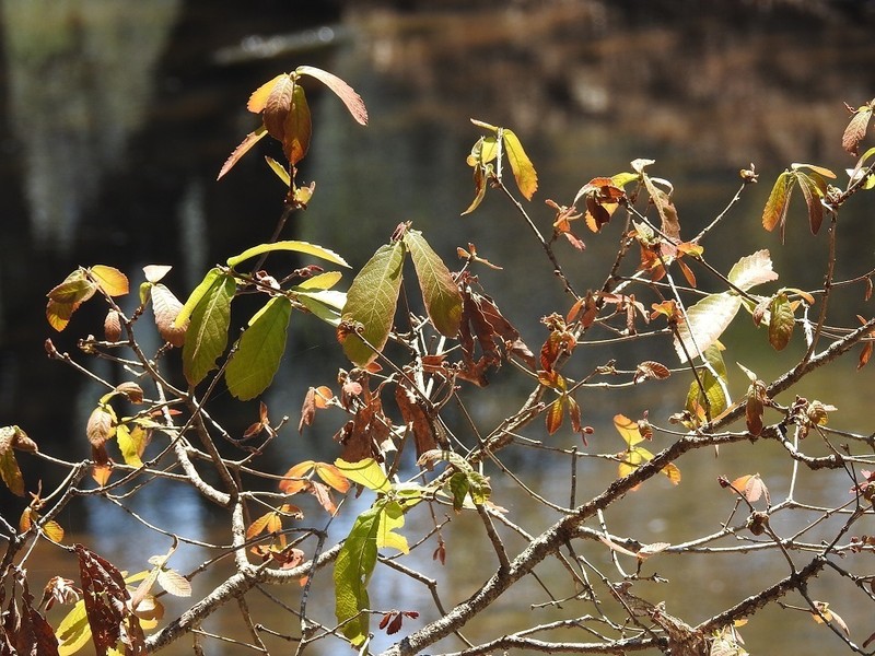 Quercus segoviensis photo 7