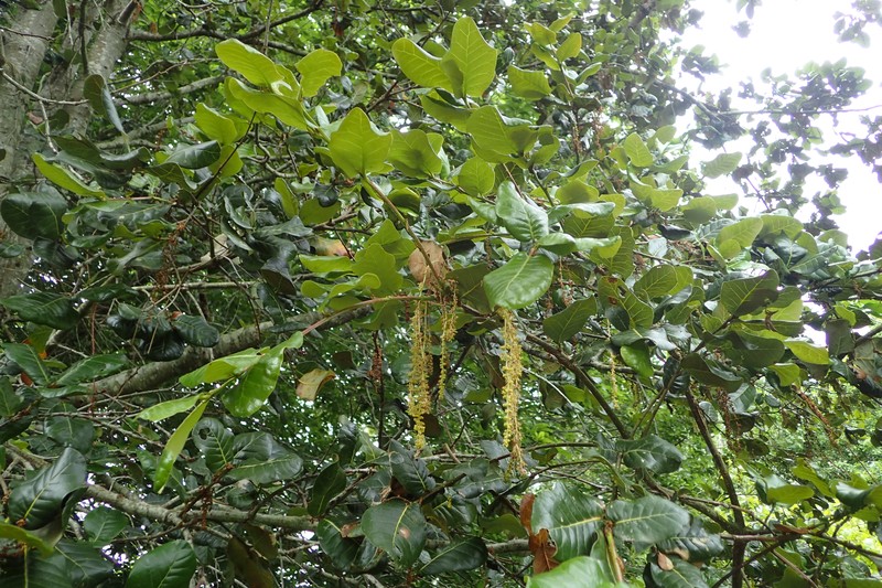 Quercus semecarpifolia
