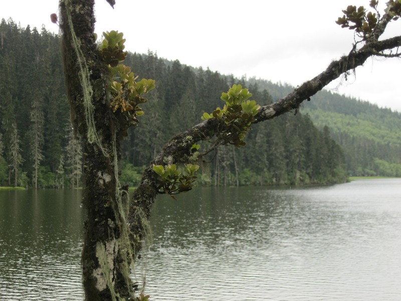 Quercus semecarpifolia photo 2