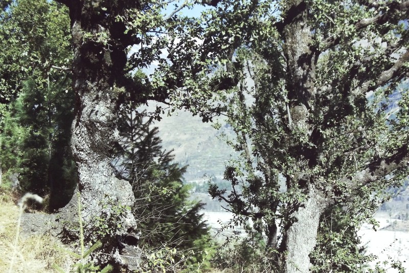 Quercus semecarpifolia photo 3