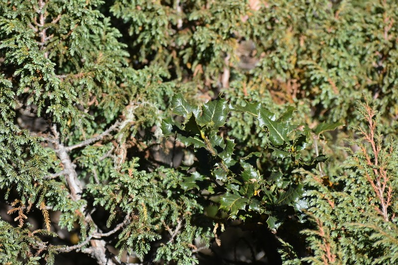 Quercus semecarpifolia photo 4