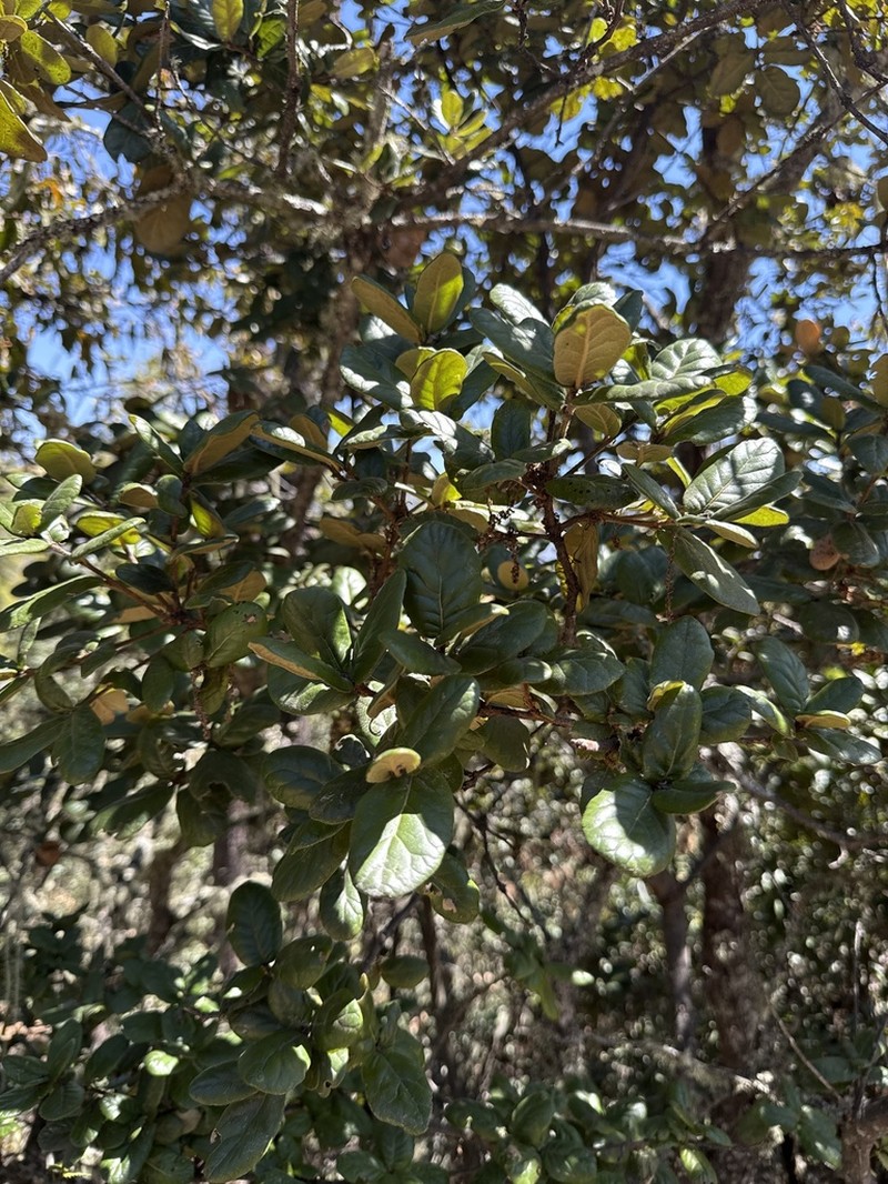 Quercus semecarpifolia photo 5