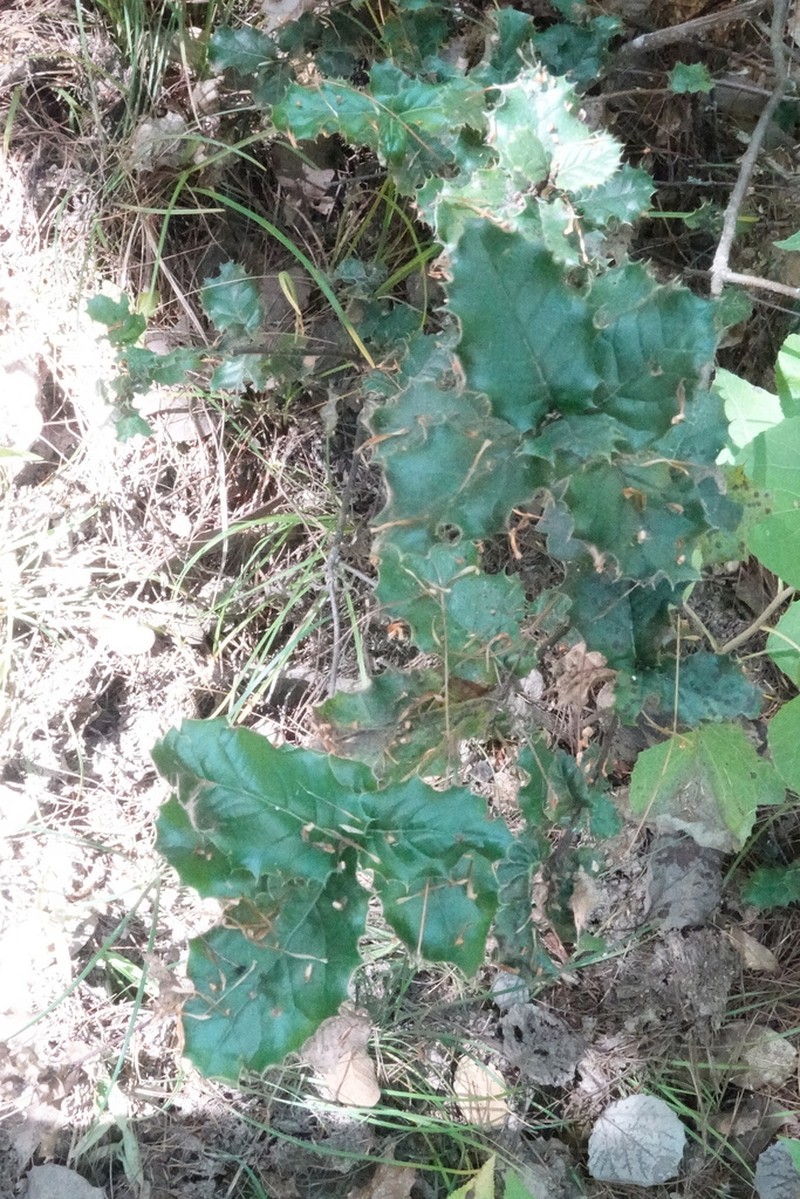 Quercus semecarpifolia photo 6