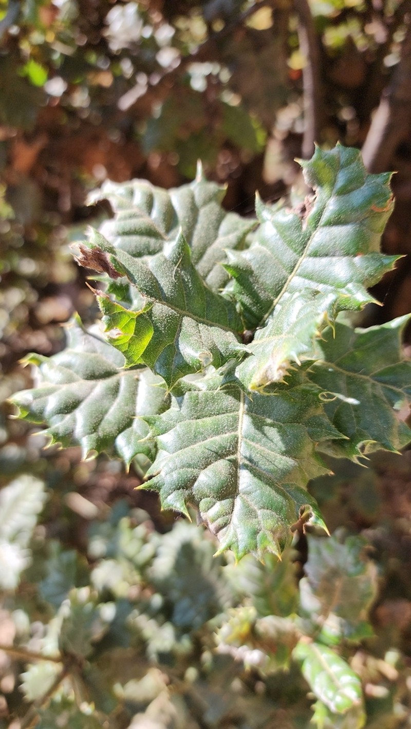 Quercus semecarpifolia photo 7