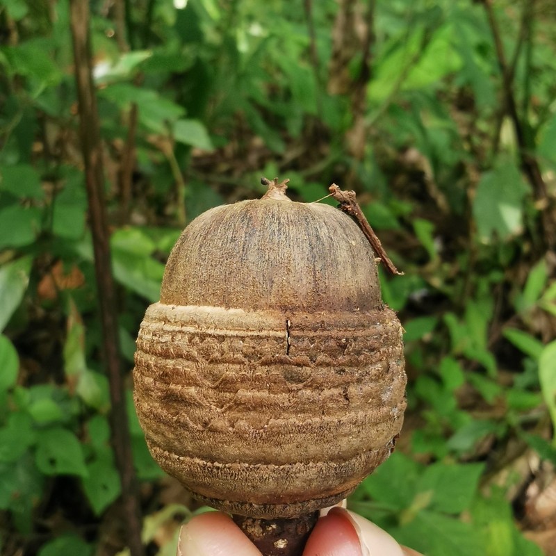 Quercus semiserrata