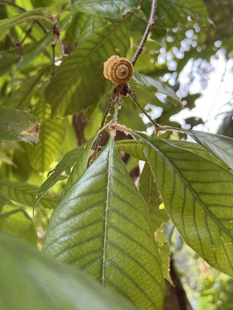 Quercus semiserrata photo 2