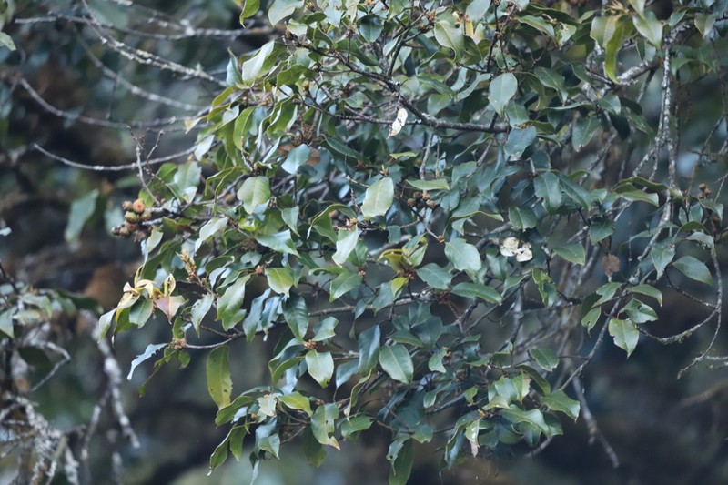 Quercus semiserrata photo 3