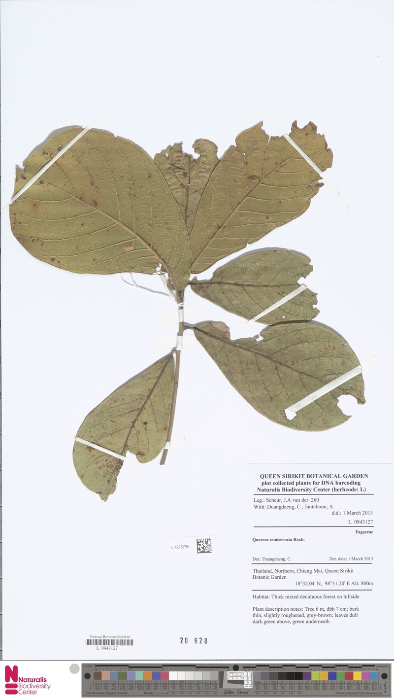 Quercus semiserrata photo 6