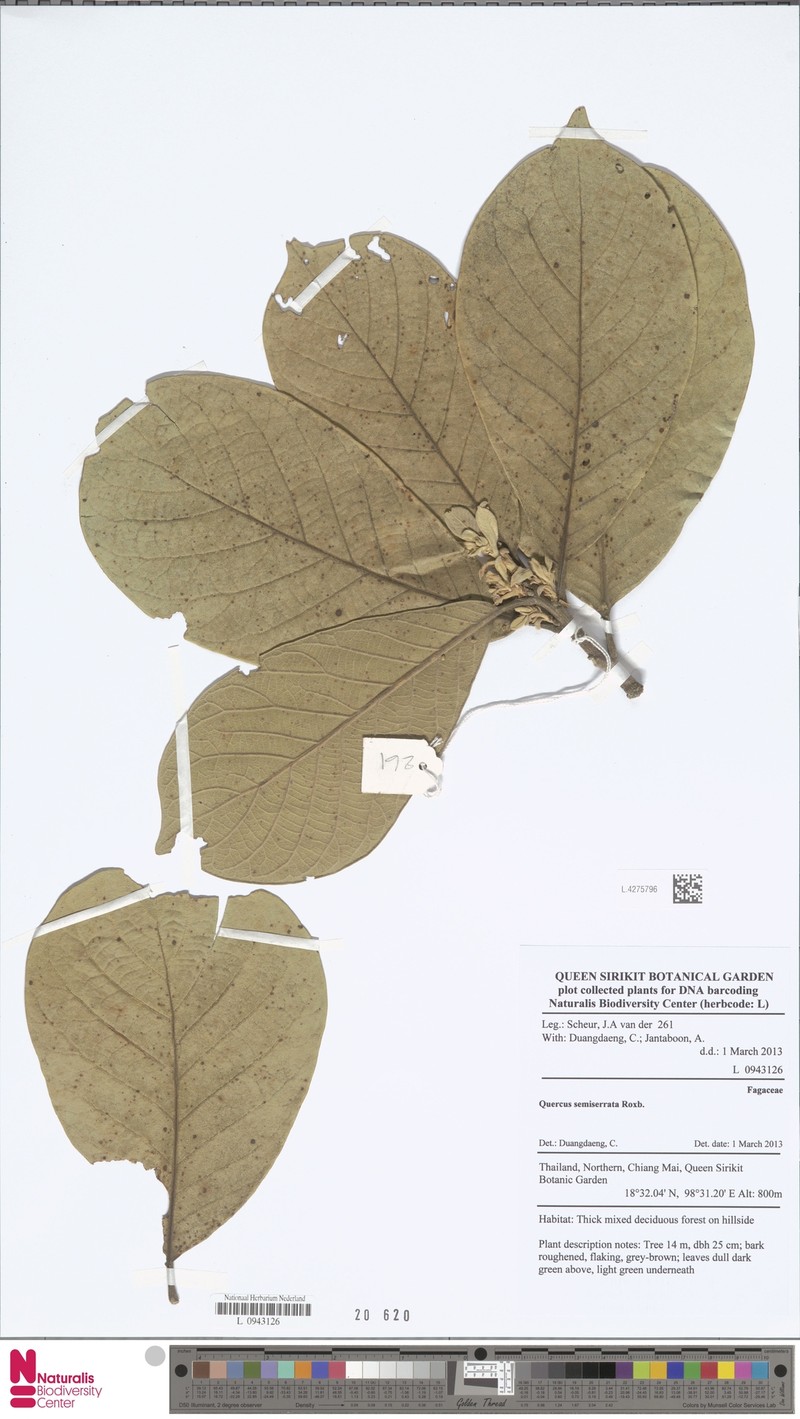 Quercus semiserrata photo 7