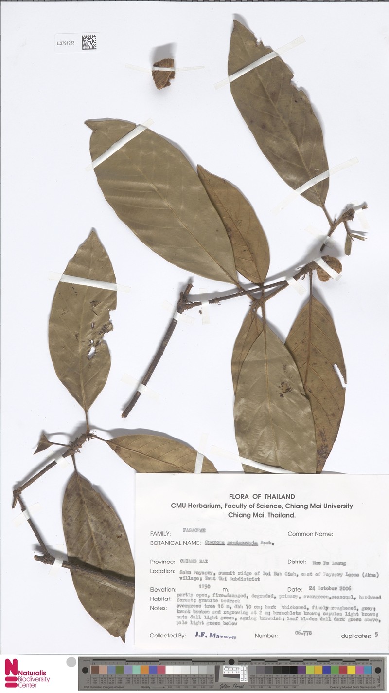Quercus semiserrata photo 8
