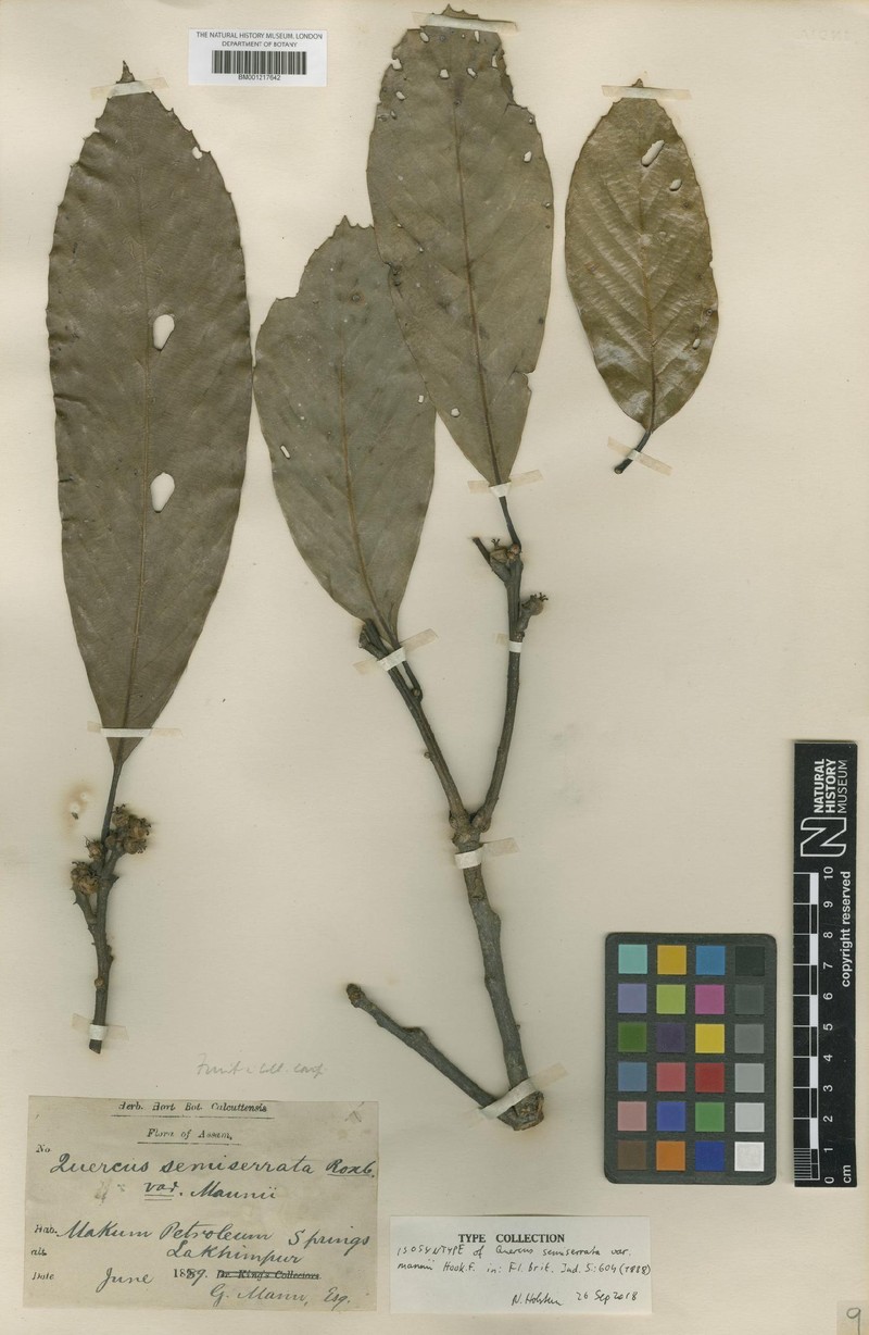 Quercus semiserrata var. mannii