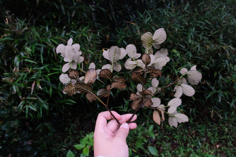 Quercus senescens