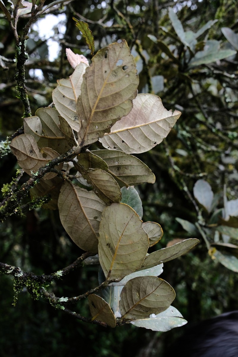 Quercus senescens photo 2