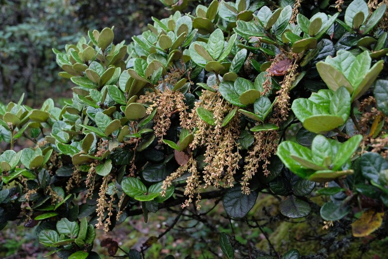 Quercus senescens photo 3