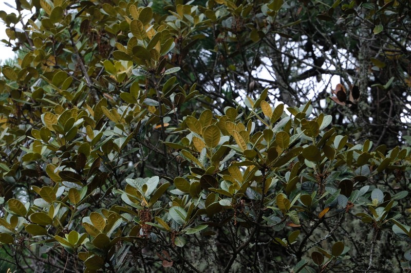 Quercus senescens photo 4