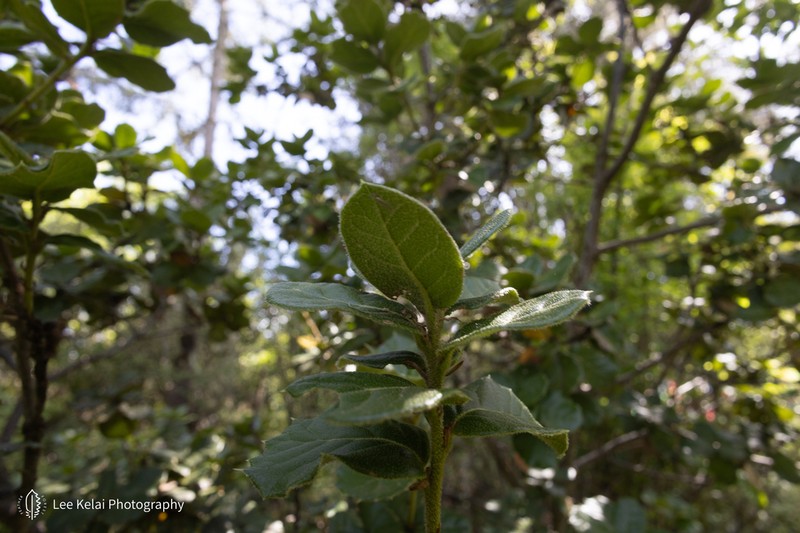 Quercus senescens photo 5