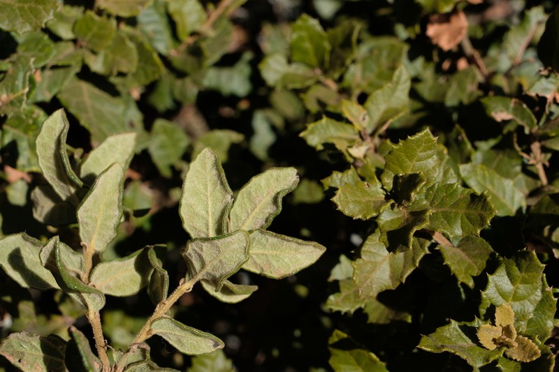 Quercus senescens photo 6