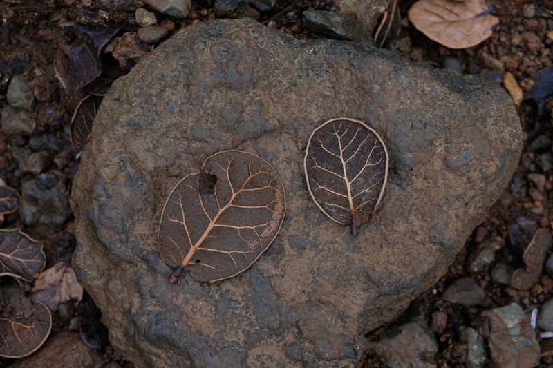 Quercus senescens photo 7