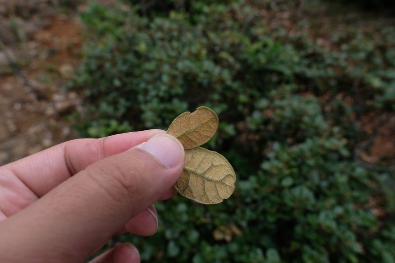Quercus senescens photo 8