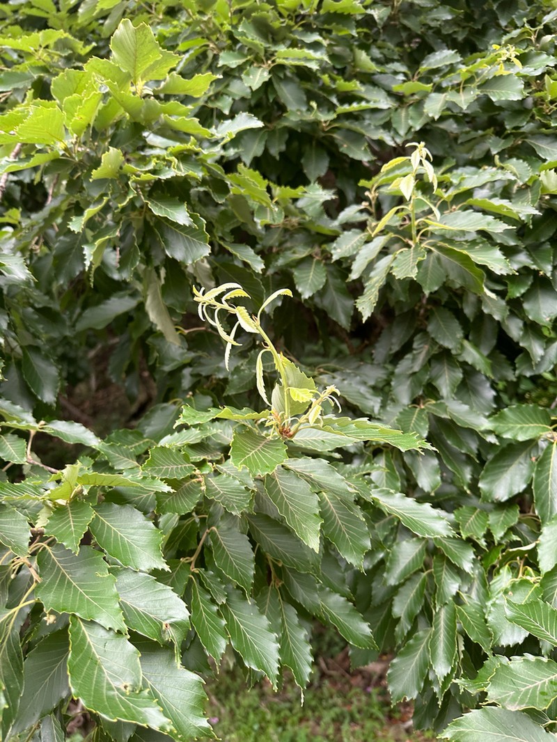 Bao Li photo 5