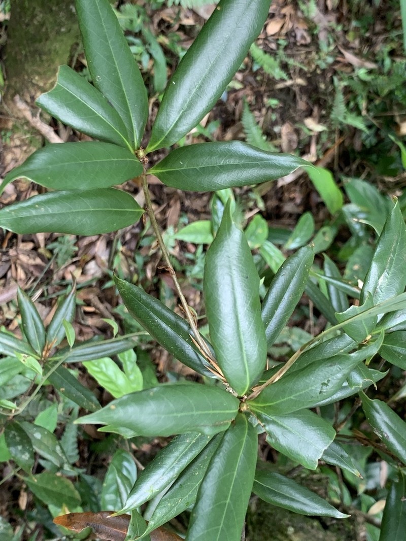 Quercus sessilifolia photo 2