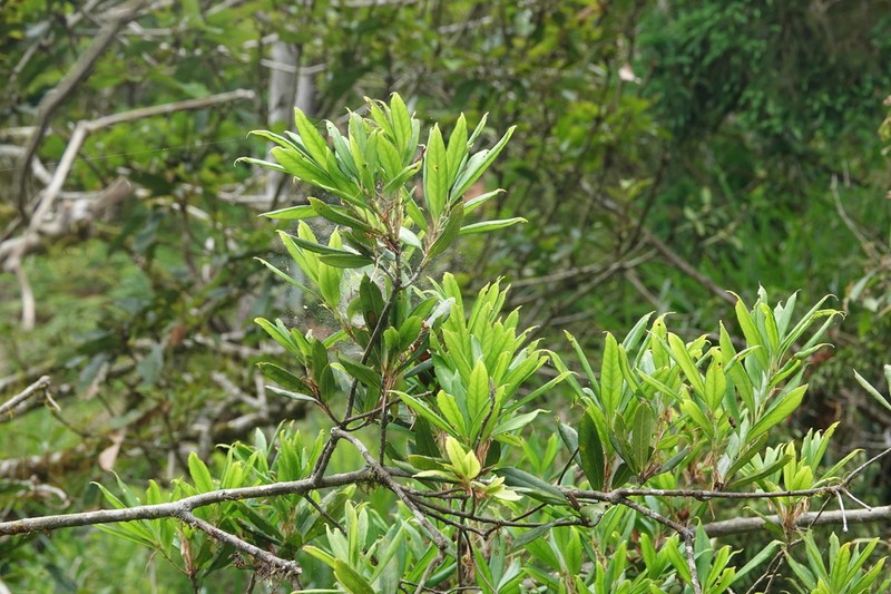 Quercus sessilifolia photo 3