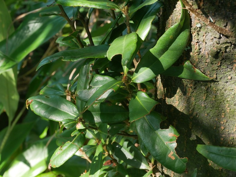 Quercus sessilifolia photo 4