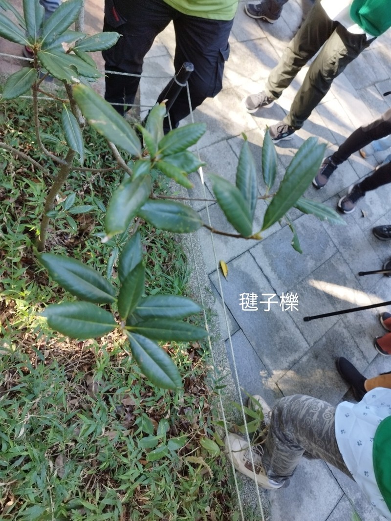Quercus sessilifolia photo 5