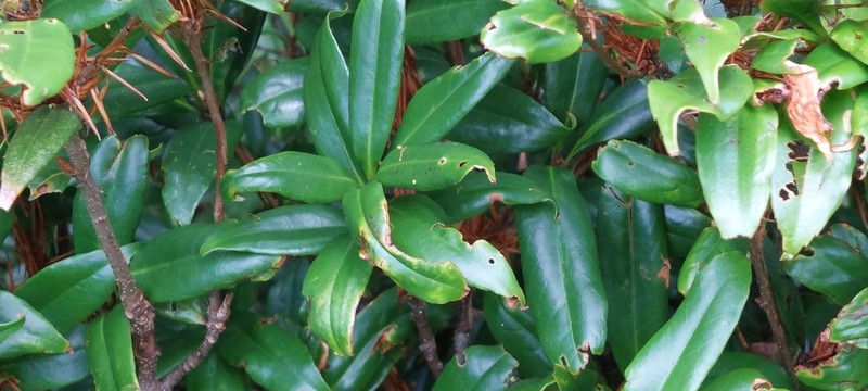 Quercus sessilifolia photo 6