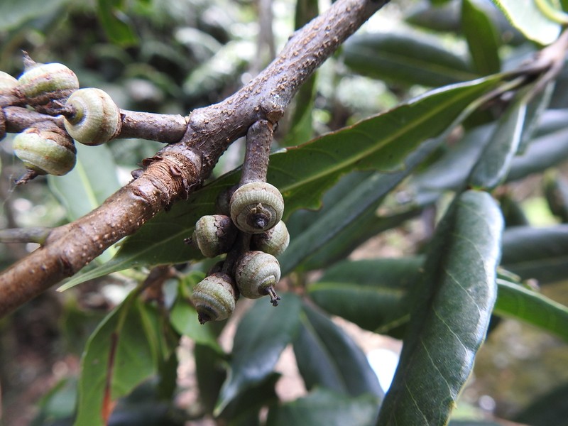 Quercus sessilifolia photo 7