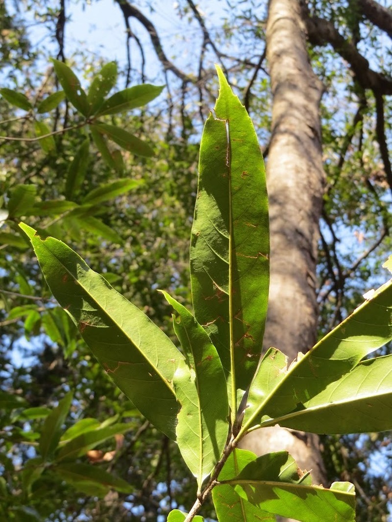 Quercus sessilifolia photo 8